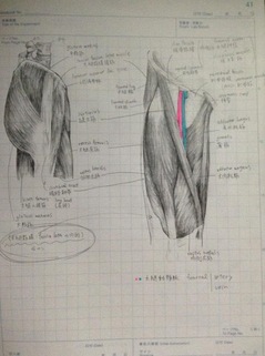 大腿部のスケッチ