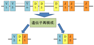 遺伝子再構成