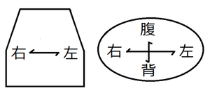 左右について