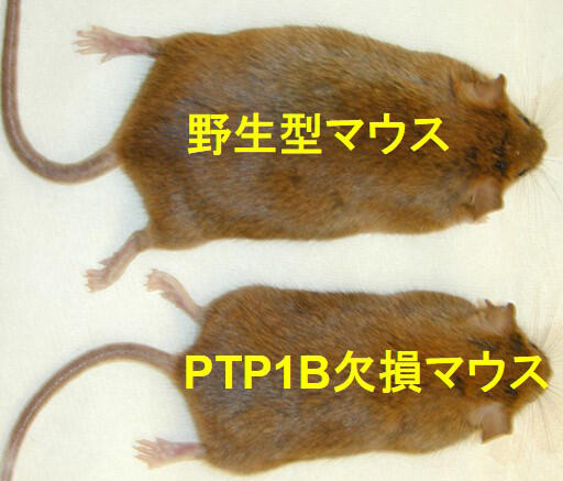 研究を表す写真 肥満になりにくいPTP1B欠損マウス.jpg