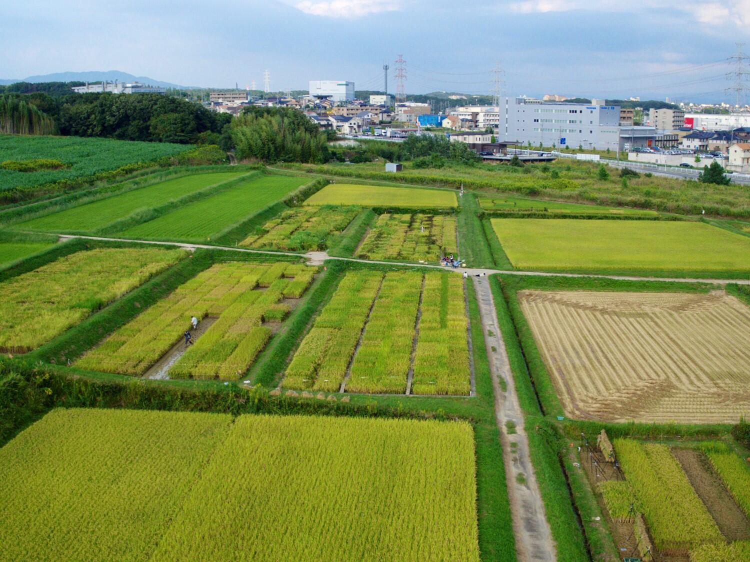 東郷フィールドの田んぼ.jpg