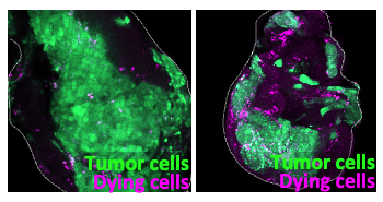 Blocking macrophages from eating dead cancer cells suppresses tumor growth in fruit flies Hirooka et al., 2025.png
