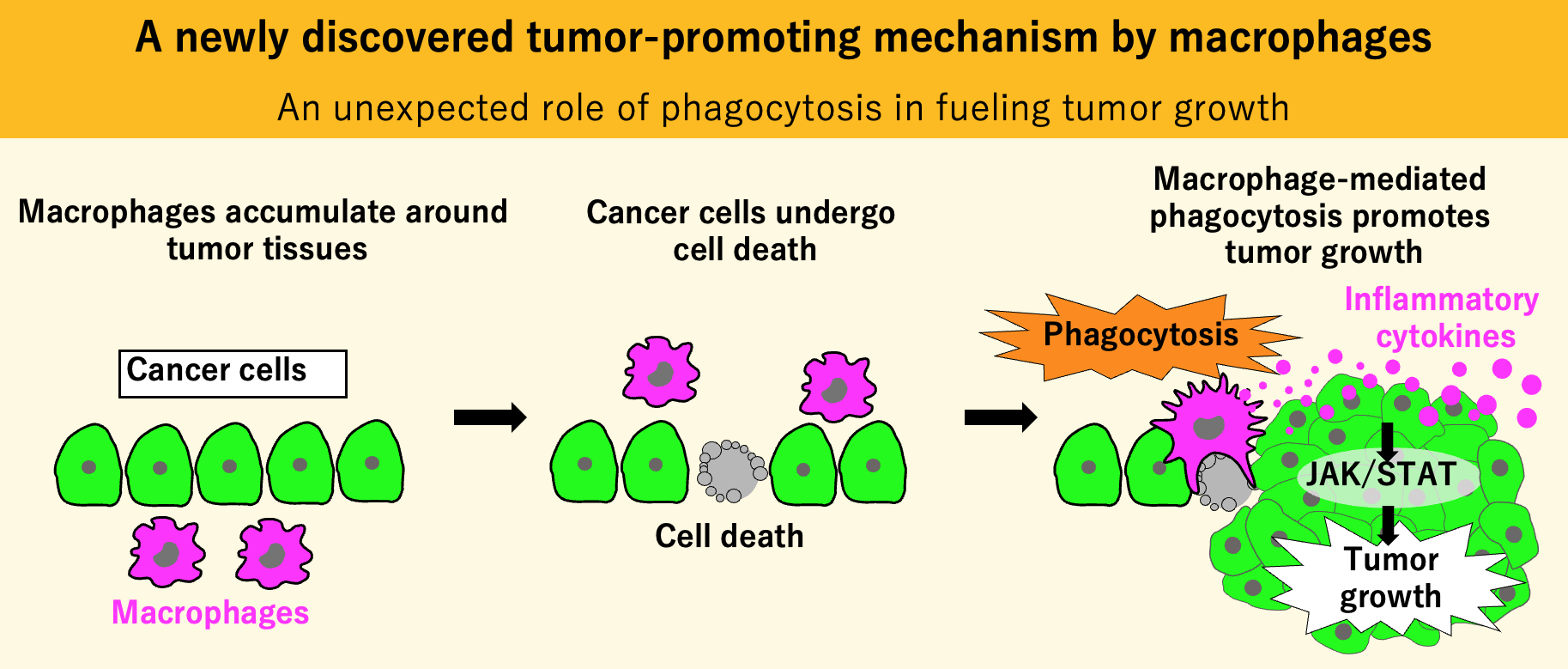 V2 An unexpected role of phagocytosis in fueling tumor growth Eri Hirooka Nagoya University.png