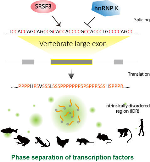 Figure for Dr.Masuda's press release.jpg