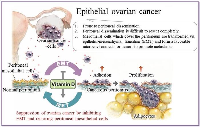 20220531_VitaminD and cancer.jpg