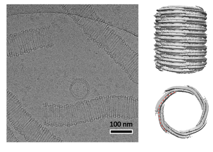 20220627_odin microtubles.png