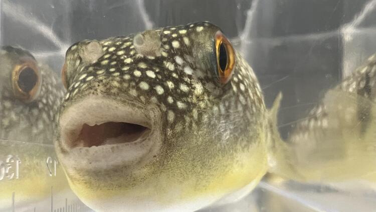 PufferFish_DrAbe_NagoyaU.jpeg