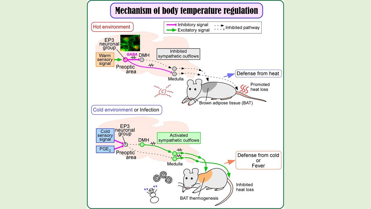 How Does the Body Regulate Temperature?