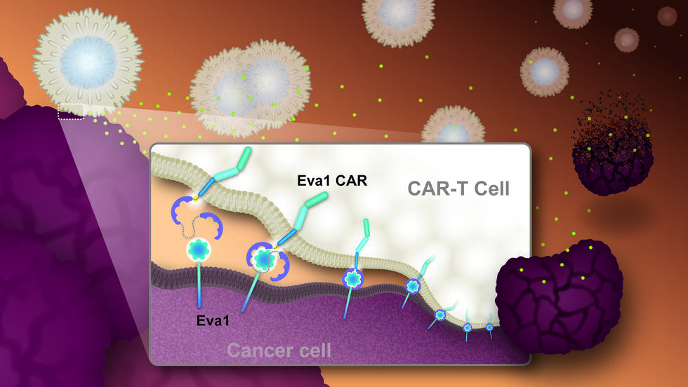 Scientists Design a New Tumor-Targeting System for Cancer Fighting Cells