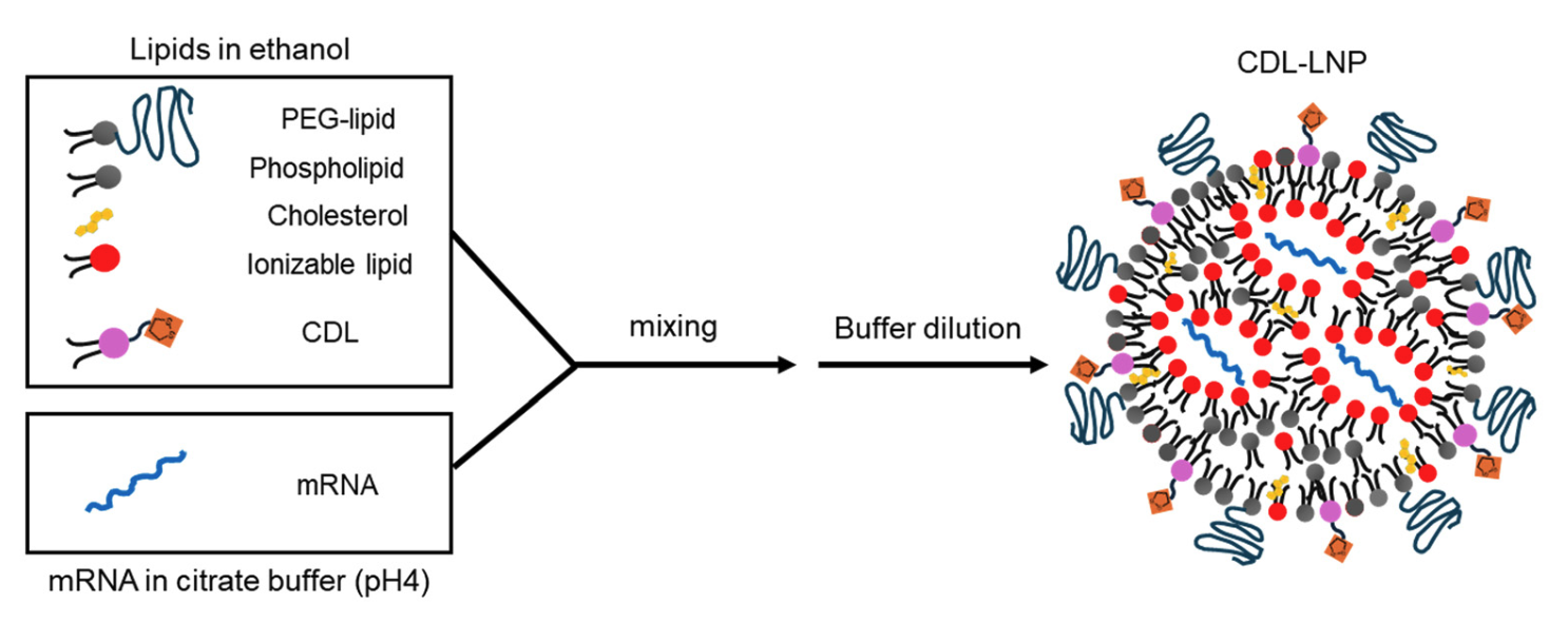 Schematic depiction of the lipid nanoparticle preparation.png