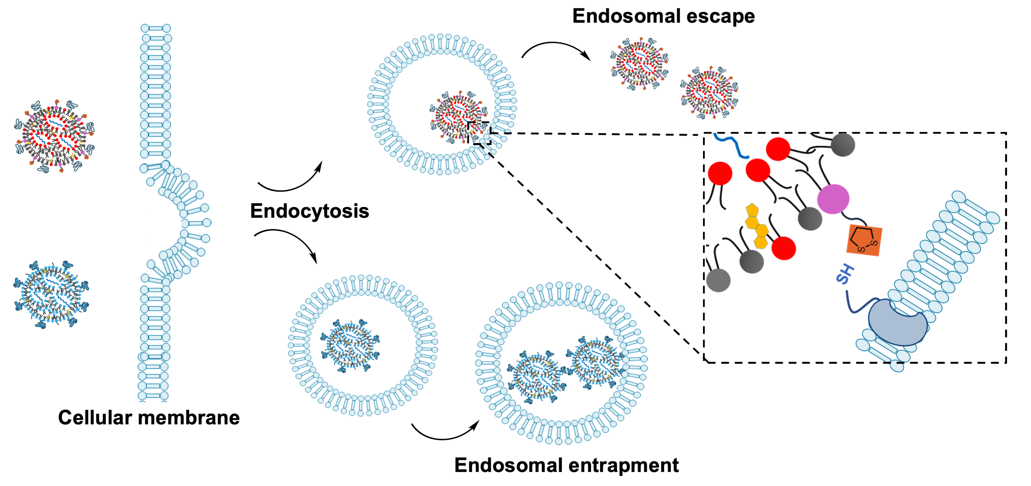 Adding cyclic disulfide lipids to lipid nanoparticles improves mRNA delivery.png