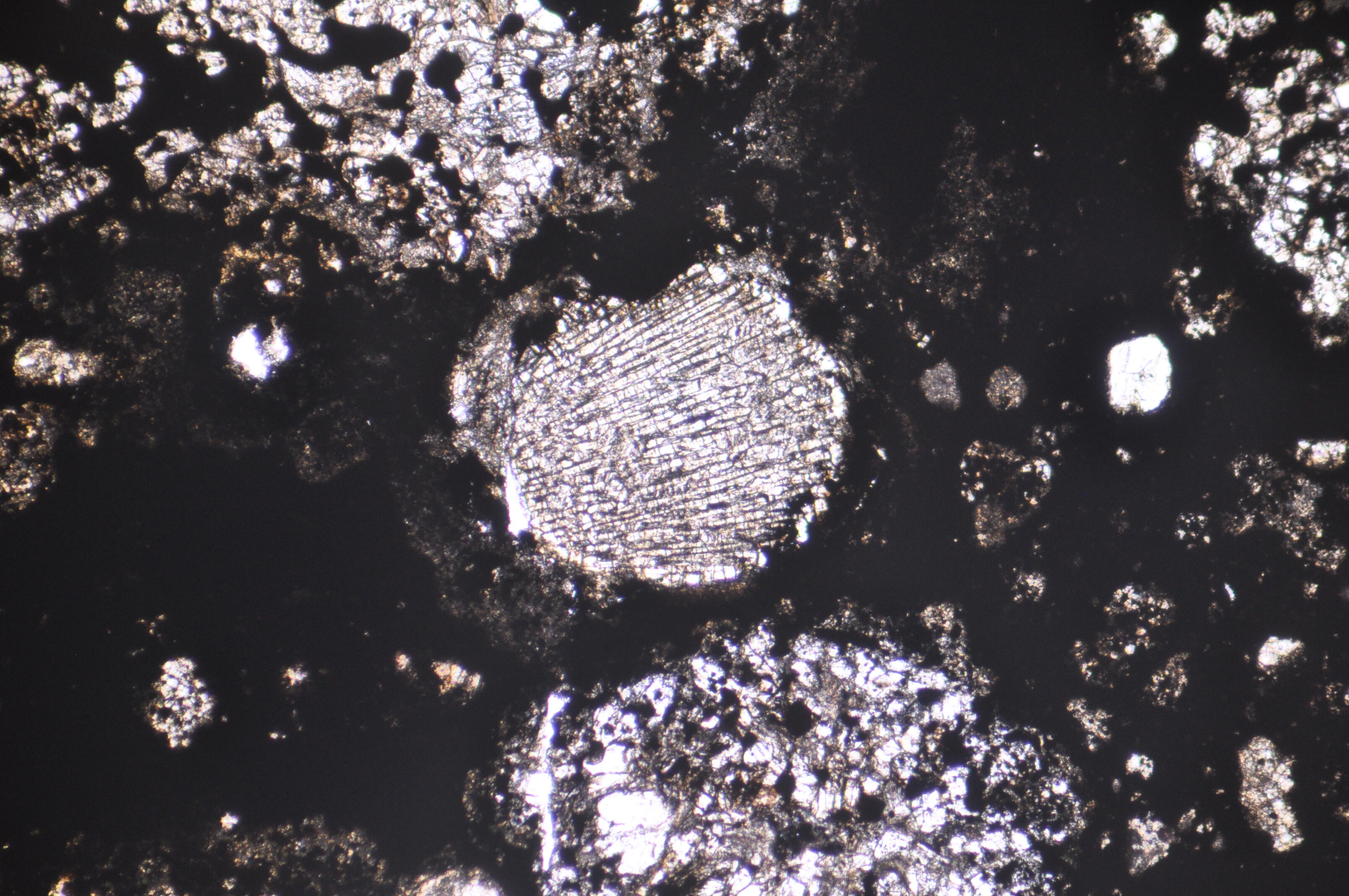 Chondrules in a meteorite sample 1.jpg