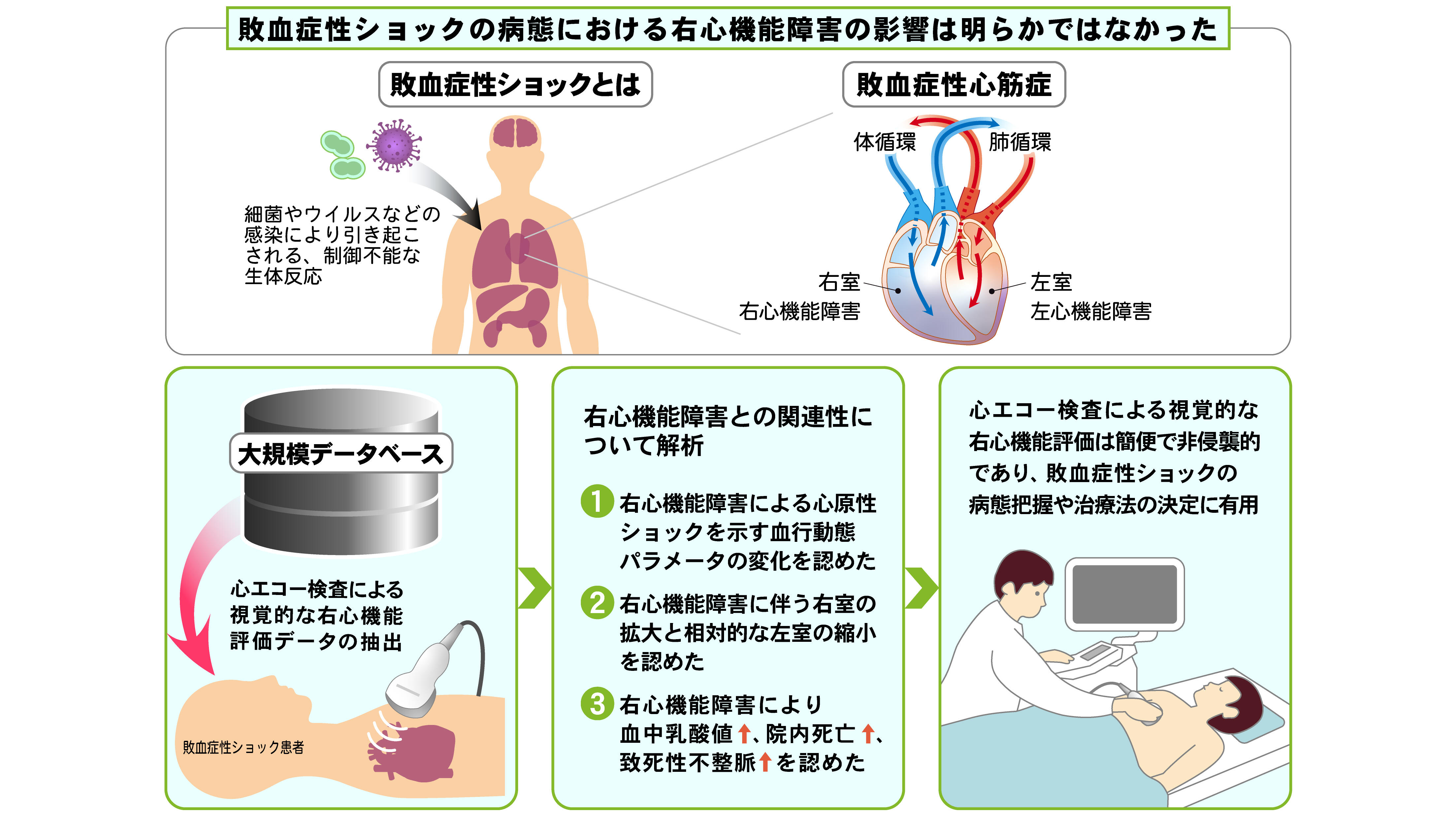 簡便な心エコー指標による敗血症性ショックの予後予測の有用性 ～右心