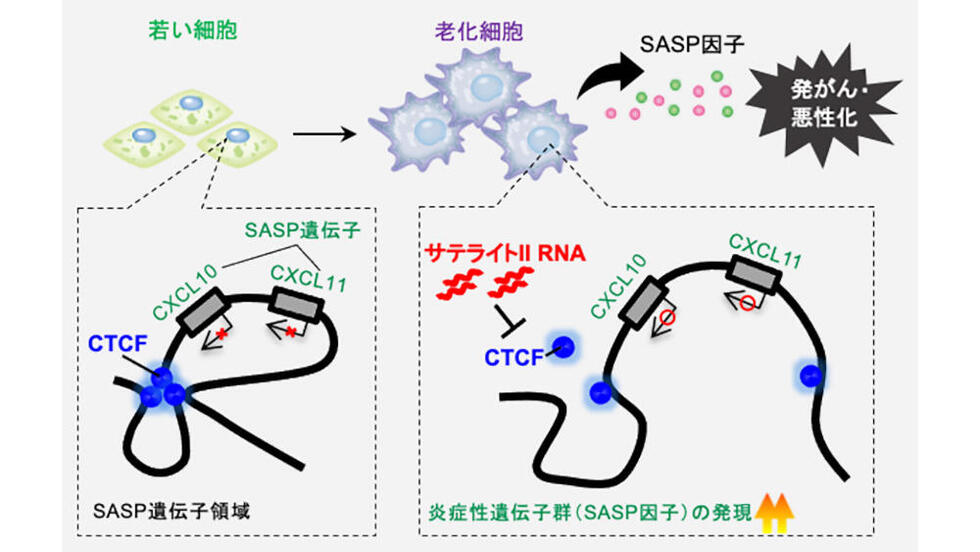 老化した細胞が炎症を引き起こすしくみを解明 ～非翻訳RNA が炎症関連