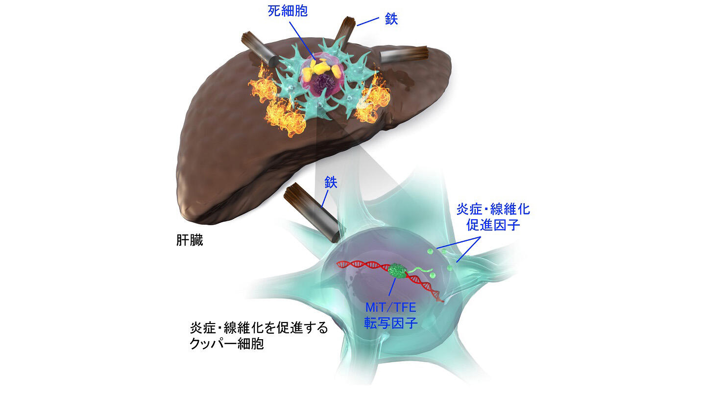 4. どのようなライフスタイルを変える必要がありますか?