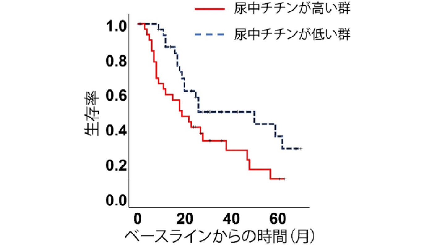 尿中のタンパク質の検査