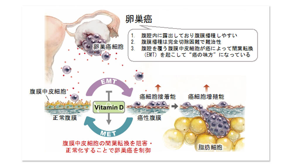 パールカンは腫瘍環境を「教育」します
