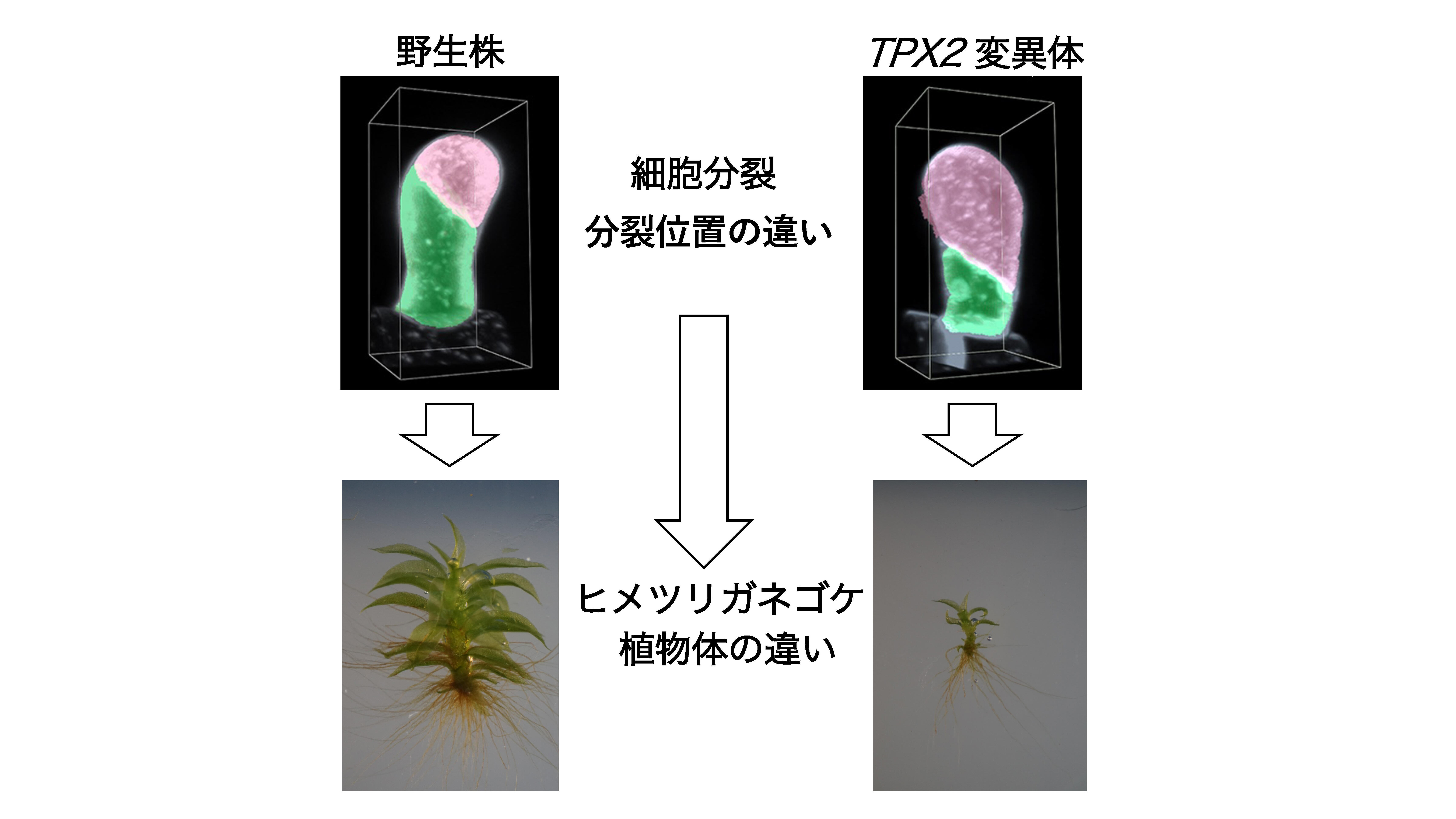 植物細胞が分裂する位置を決める新たな仕組みを発見 名古屋大学研究成果情報