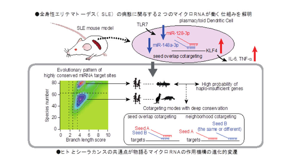 ループスは睡眠障害とどのように関連していますか?