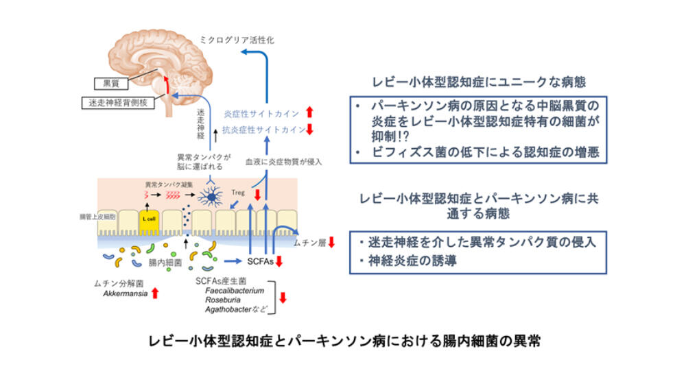 認知症の身体的合併症