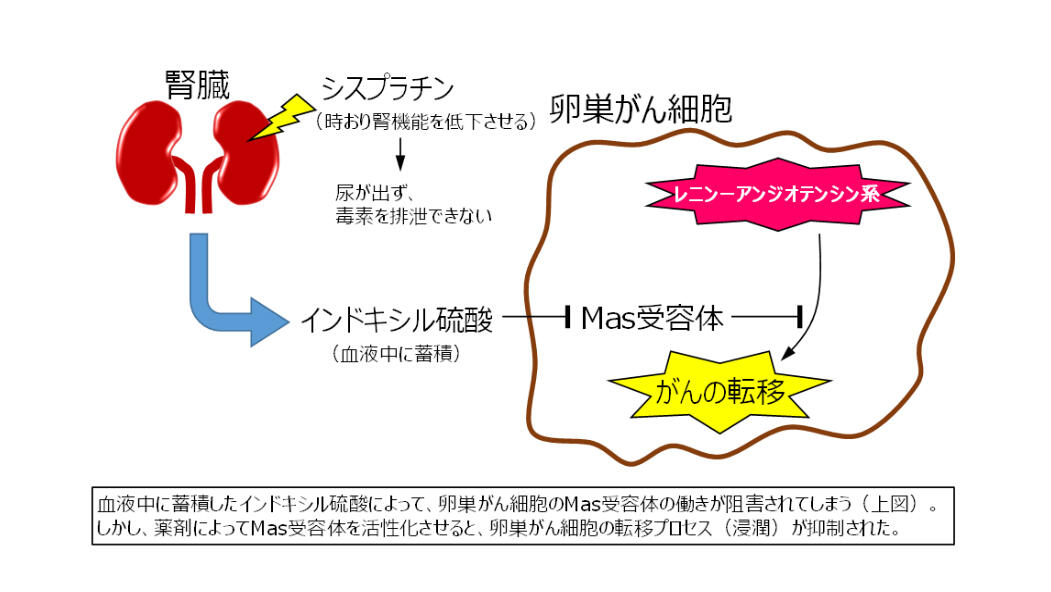 化学療法後に引き起こされる卵巣がん転移のメカニズムを解明 化学療法後に引き起こされる卵巣がん転移のメカニズムを解明