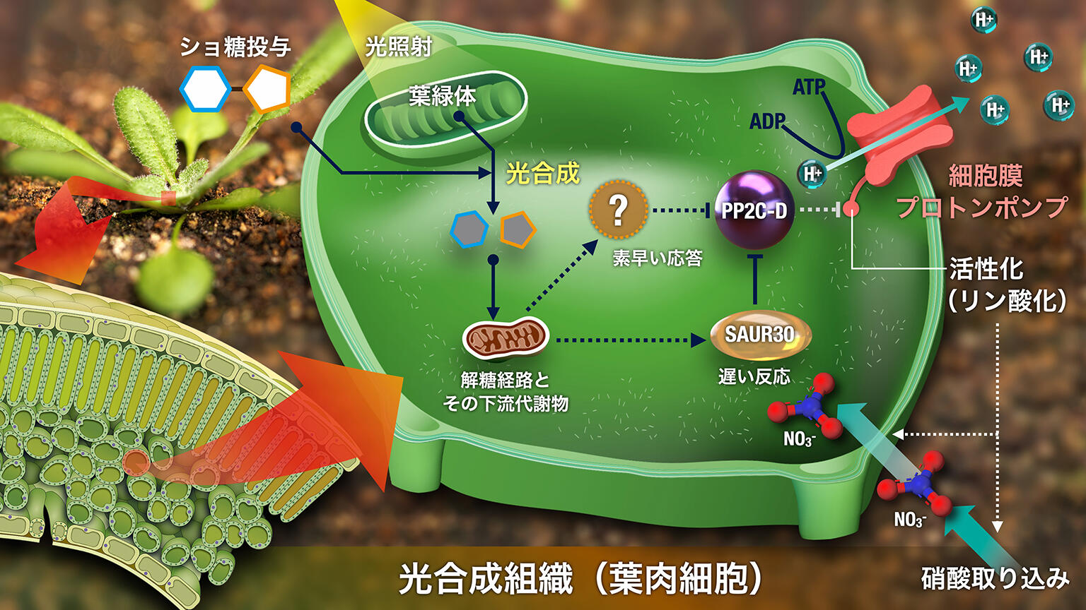 植物の葉で光合成による炭素と窒素のバランスを保つ仕組みを解明！ ～「架け橋」は細胞膜プロトンポンプ～ - 名古屋大学研究成果情報