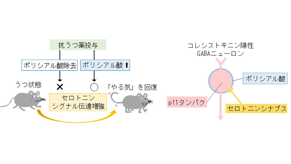 「やる気」の回復を促す脳内分子を発見 ~ ポリシアル酸は海馬のセロトニンシグナル伝達を増強する ~ 名古屋大学研究成果情報 「やる気」の回復を促す脳内分子を発見 ~ ポリシアル酸は海馬のセロトニンシグナル伝達を増強する ~ 名古屋大学研究成果情報