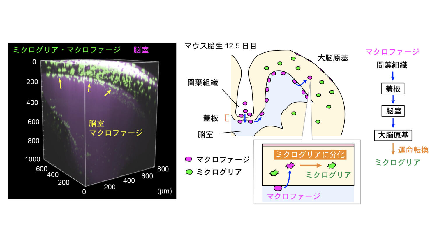 ミクログリア M1 M2 マーカー | ミクログリア 極性転換 – NNTT
