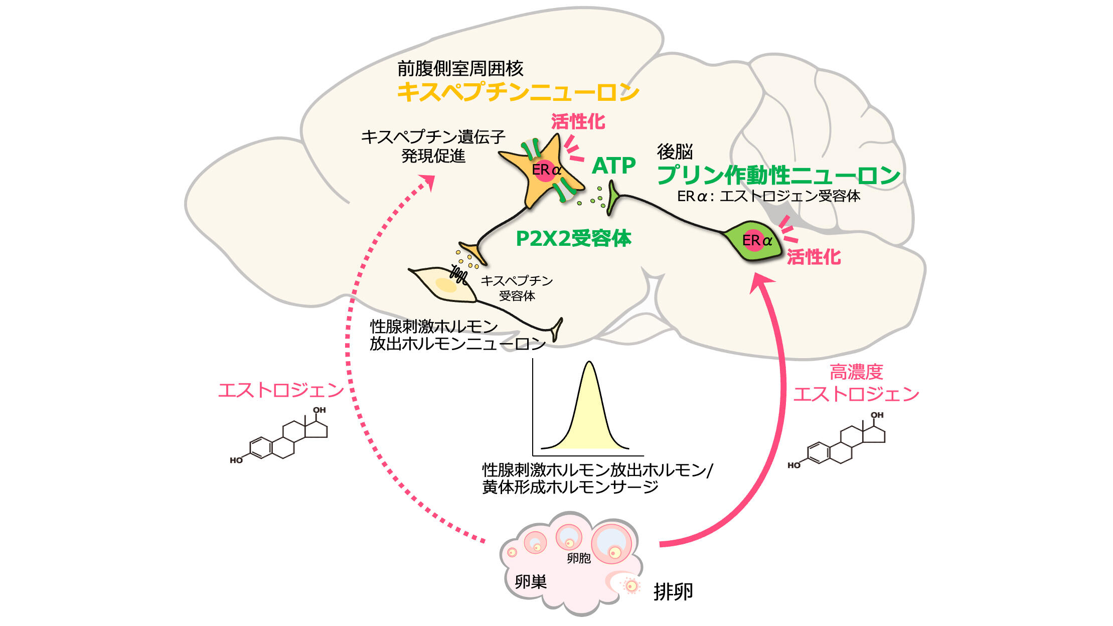 世界初！哺乳類の排卵を引き起こす脳内の仕組みを解明 ～ヒトの不妊症治療、家畜の排卵障害などへの応用に期待～ - 名古屋大学研究成果情報