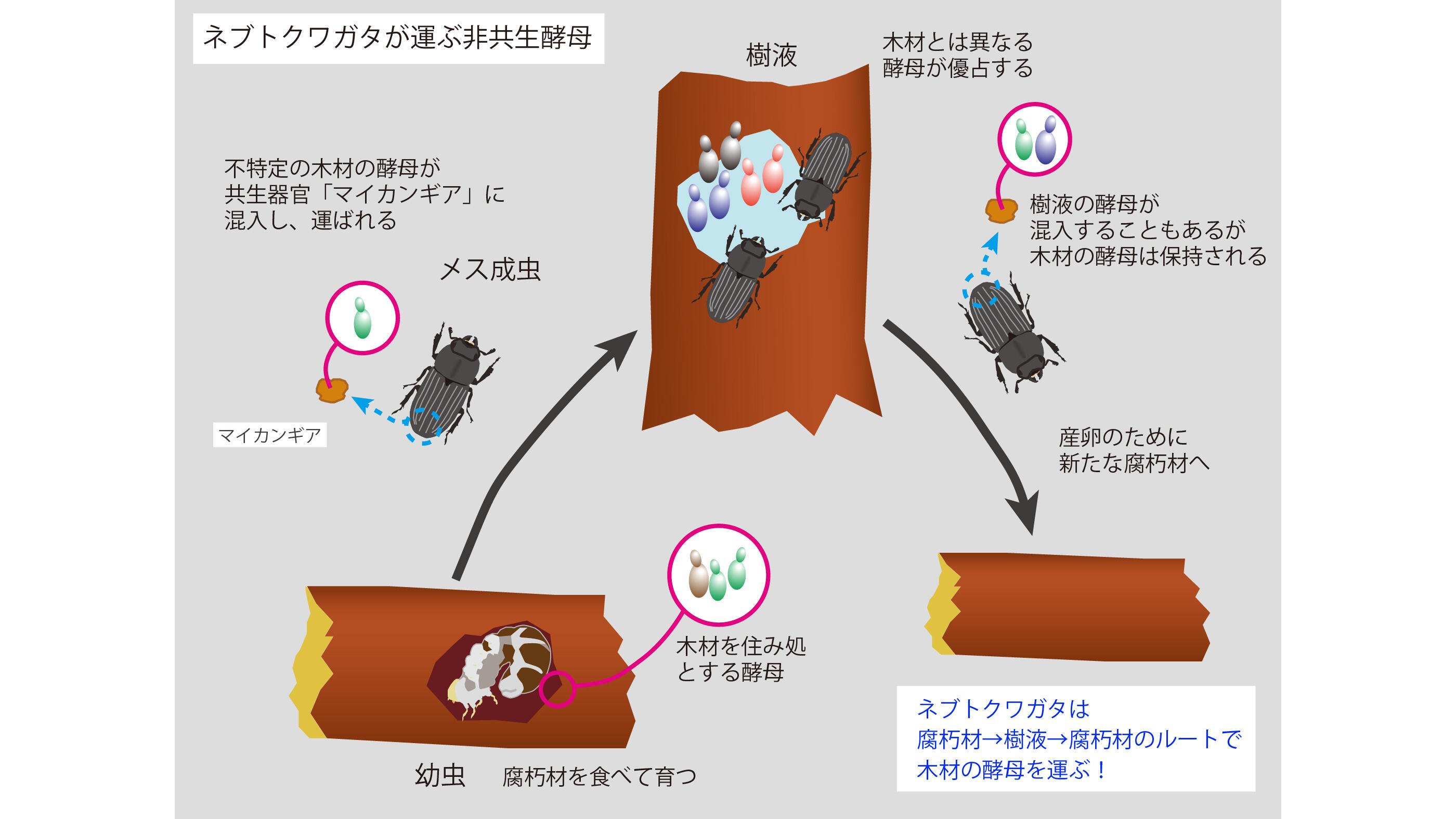 ★「昆虫と菌類の関係 その生態と進化」梶村 恒 訳 　　　　　共立出版 名古屋大学研究成果情報