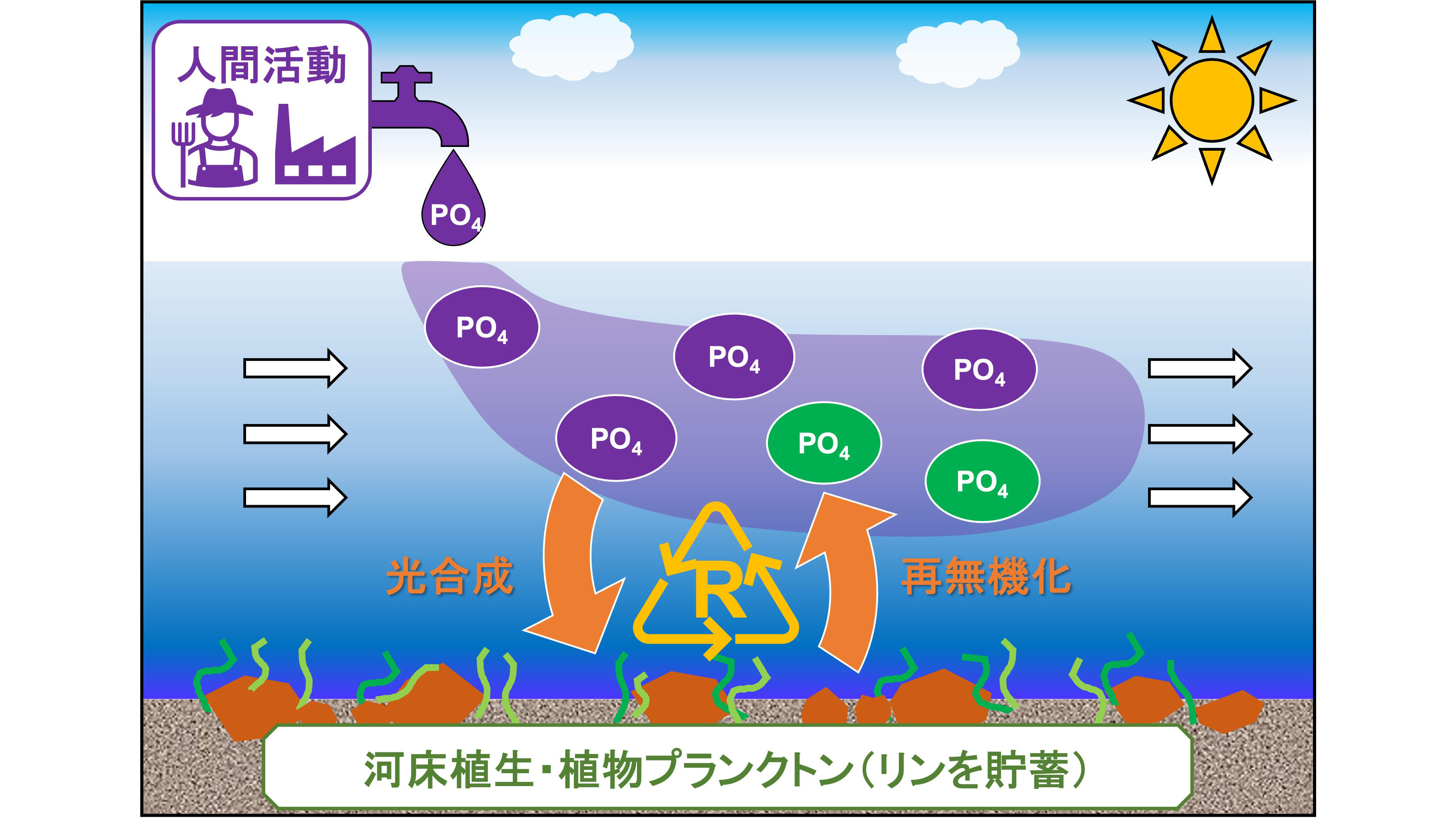 世界初！河川水-河床間の活発なリン循環を証明 ～富栄養化などの環境