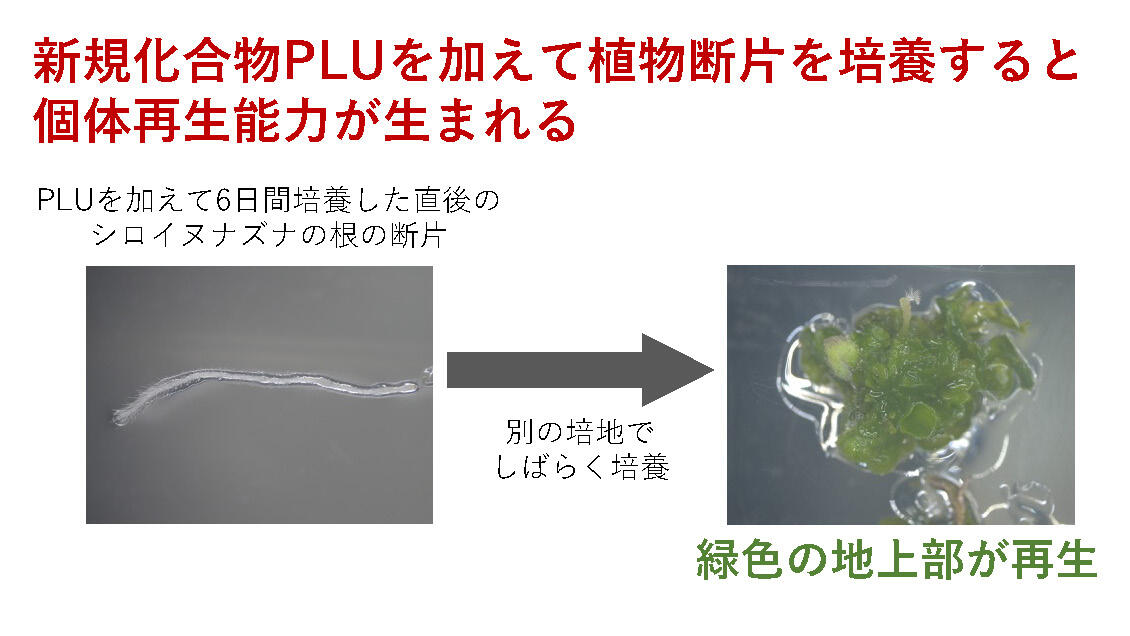 植物の断片に個体再生能力を与える化合物を発見 ～希少種の保全
