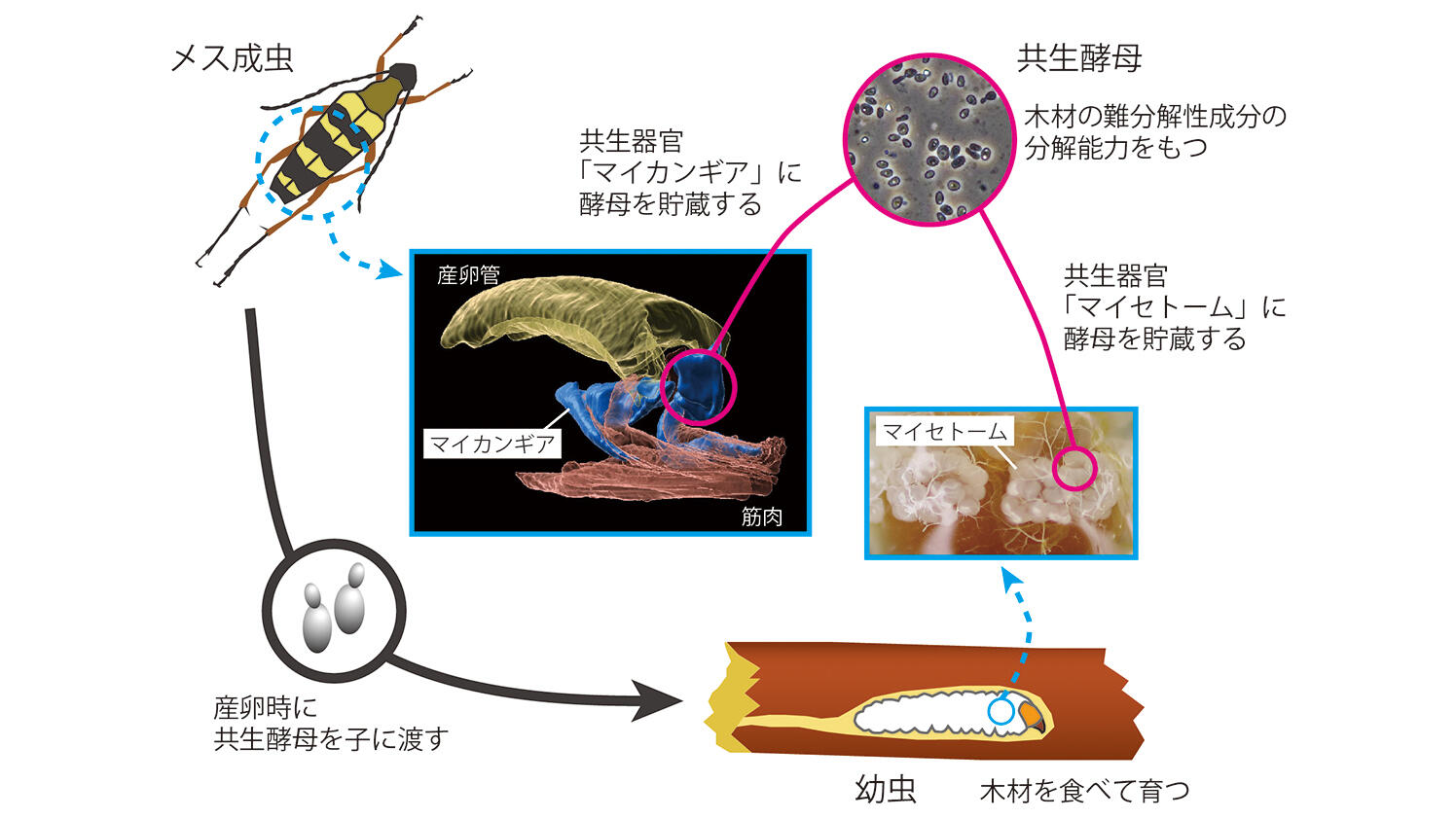 名古屋大学研究成果情報