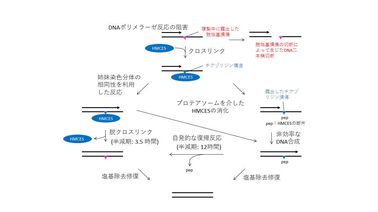 ヴァイアル　DNAの再編成 「DNA」 紫外線高感受性症候群A群の原因遺伝子の同定と転写と共役したDNA