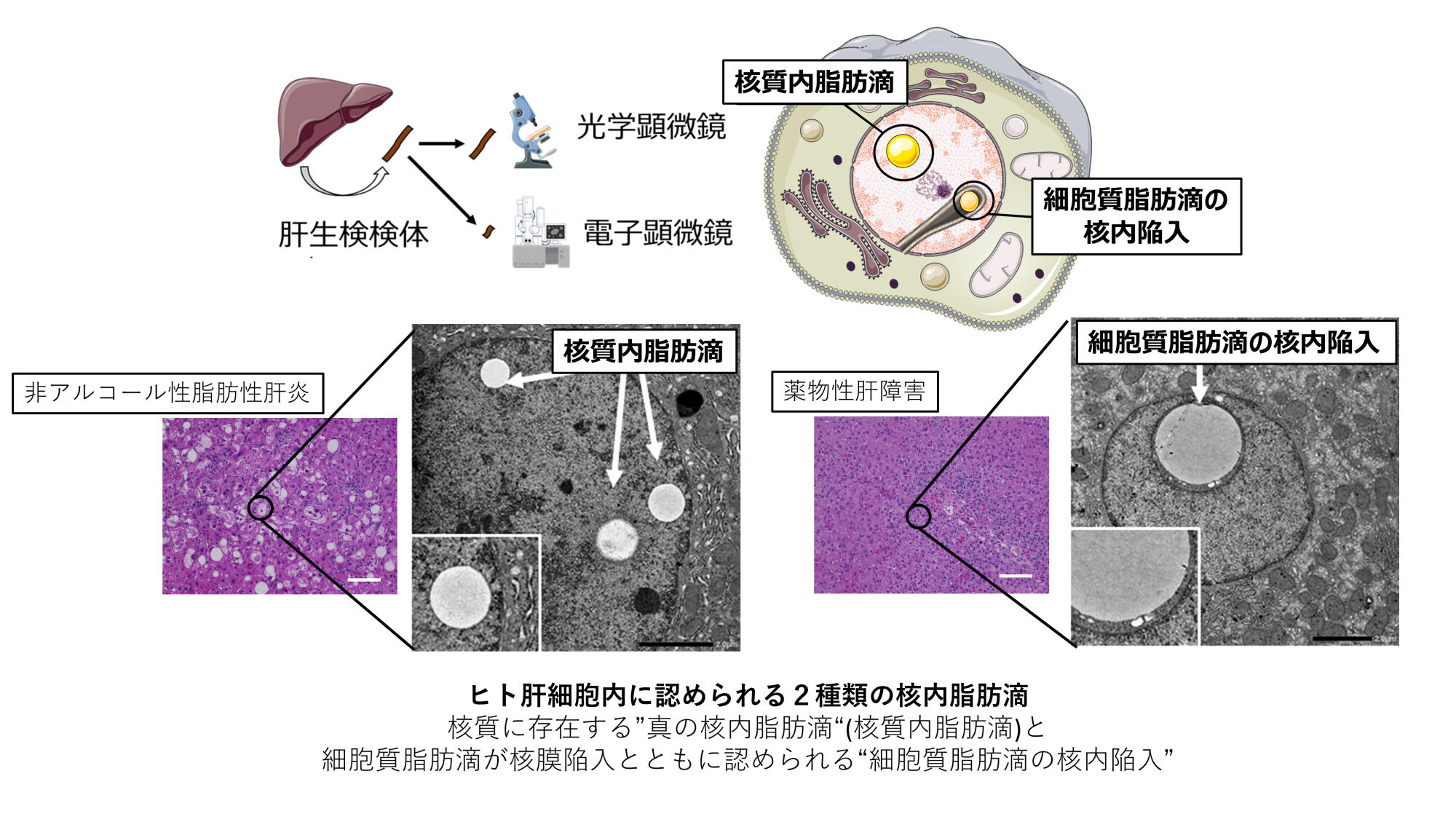 肝臓疾患 小粒 未使用未開封 ウィズペティ | 公式通販サイト 商品一覧 