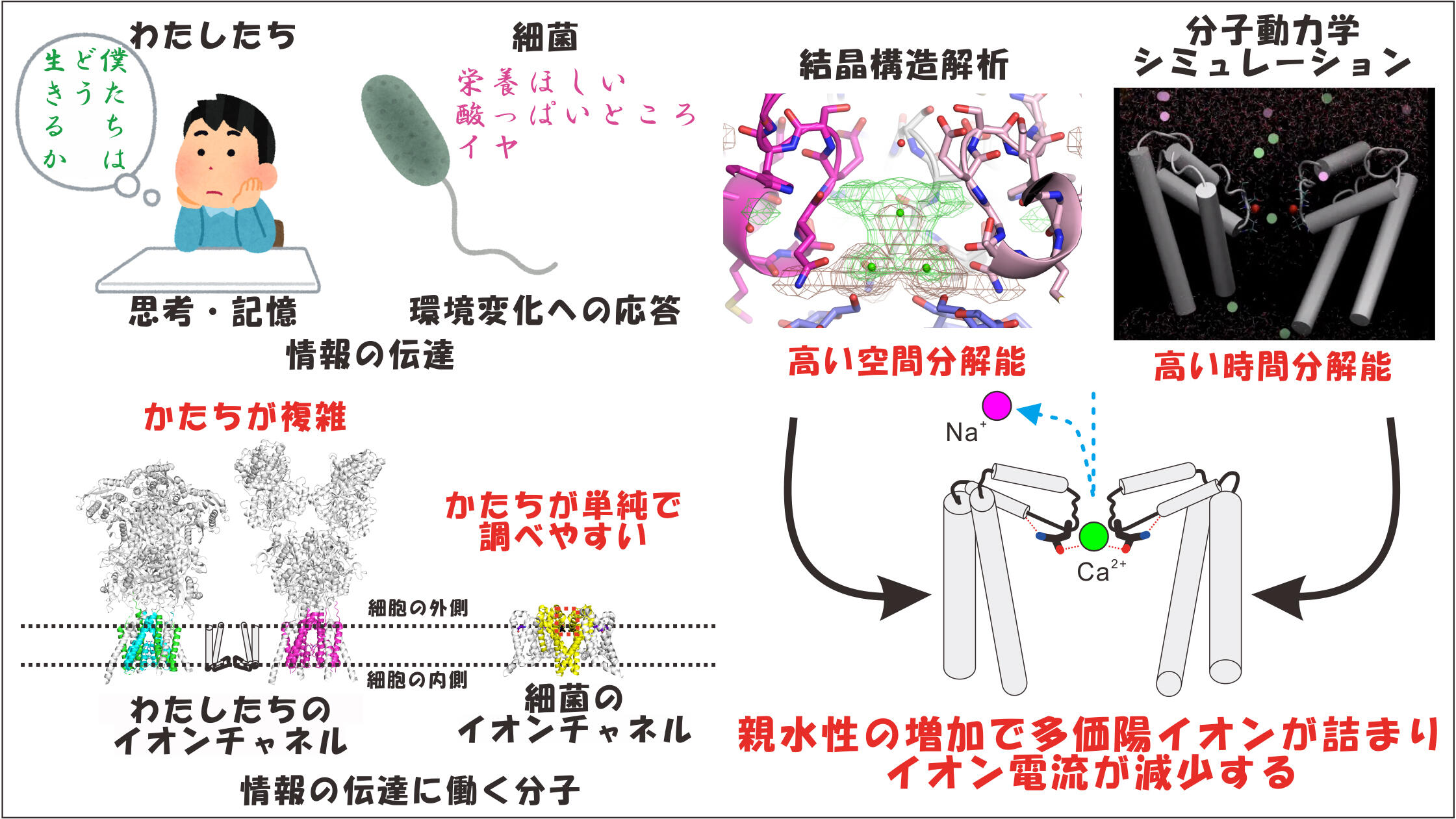 多価陽イオンによってイオン電流が調節される仕組みを解明 ～思考や