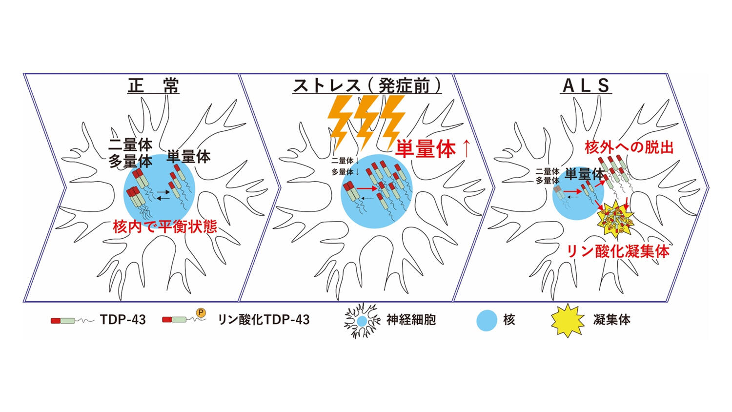難病 ALS における発症機序の一端を解明 〜TDP-43 タンパク質の単量体