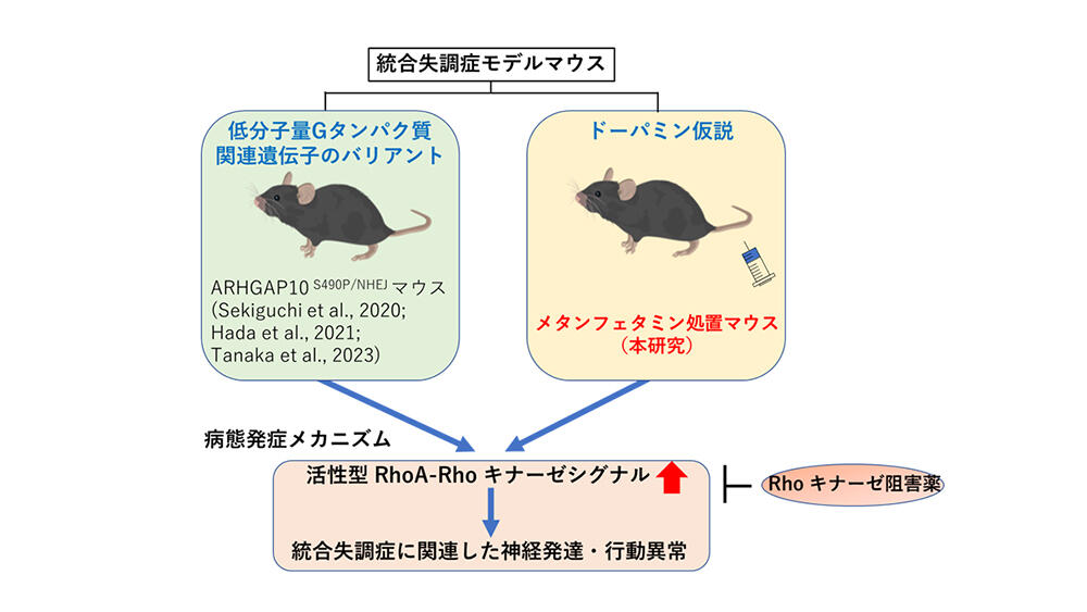 統合失調症の新規治療薬の開発に朗報: Rho キナーゼ阻害薬によるドーパミン仮説モデルマウスの認知機能障害の改善を新たに解明 名古屋大学