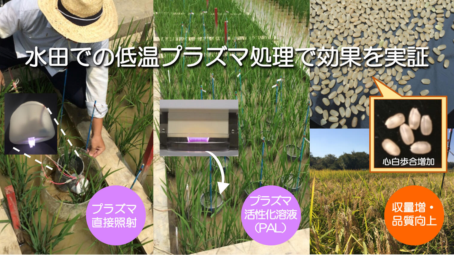 プラズマ産業応用技術 表面処理から環境，医療，バイオ，農業用途まで/シ-エムシ-出版/大久保雅章（大型本） 低温プラズマ処理による酒米収量・品質の向上 ～「ICT×プラズマ」を用