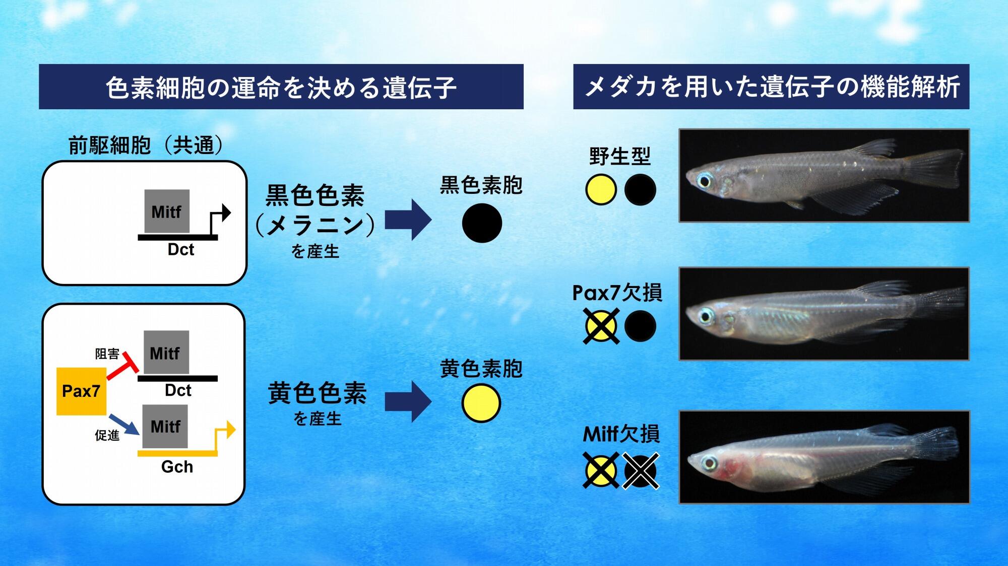 メダカを彩る多様な色素細胞が生まれるしくみを解明 ～細胞の