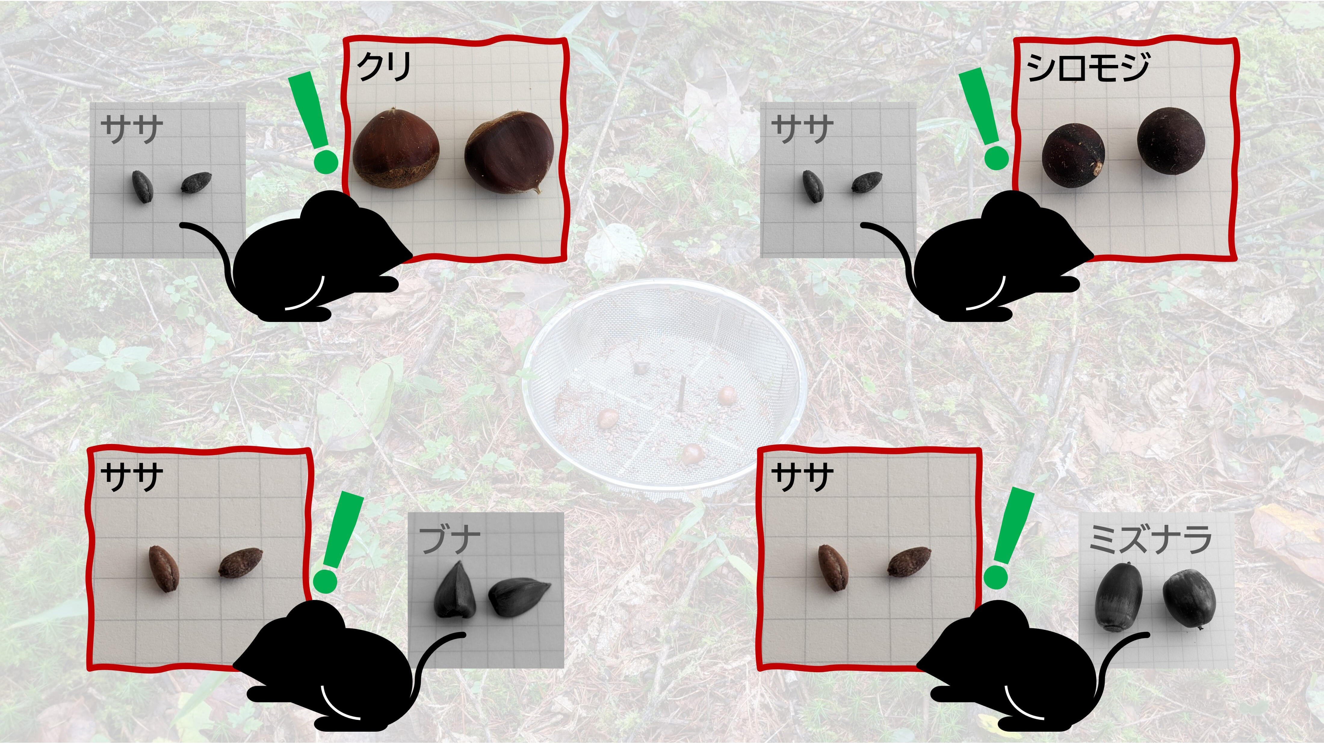 現品　ネズ　ネズミサシ　コニファー　特大苗　4mほど　山採り 92 山採り バイカツツジ