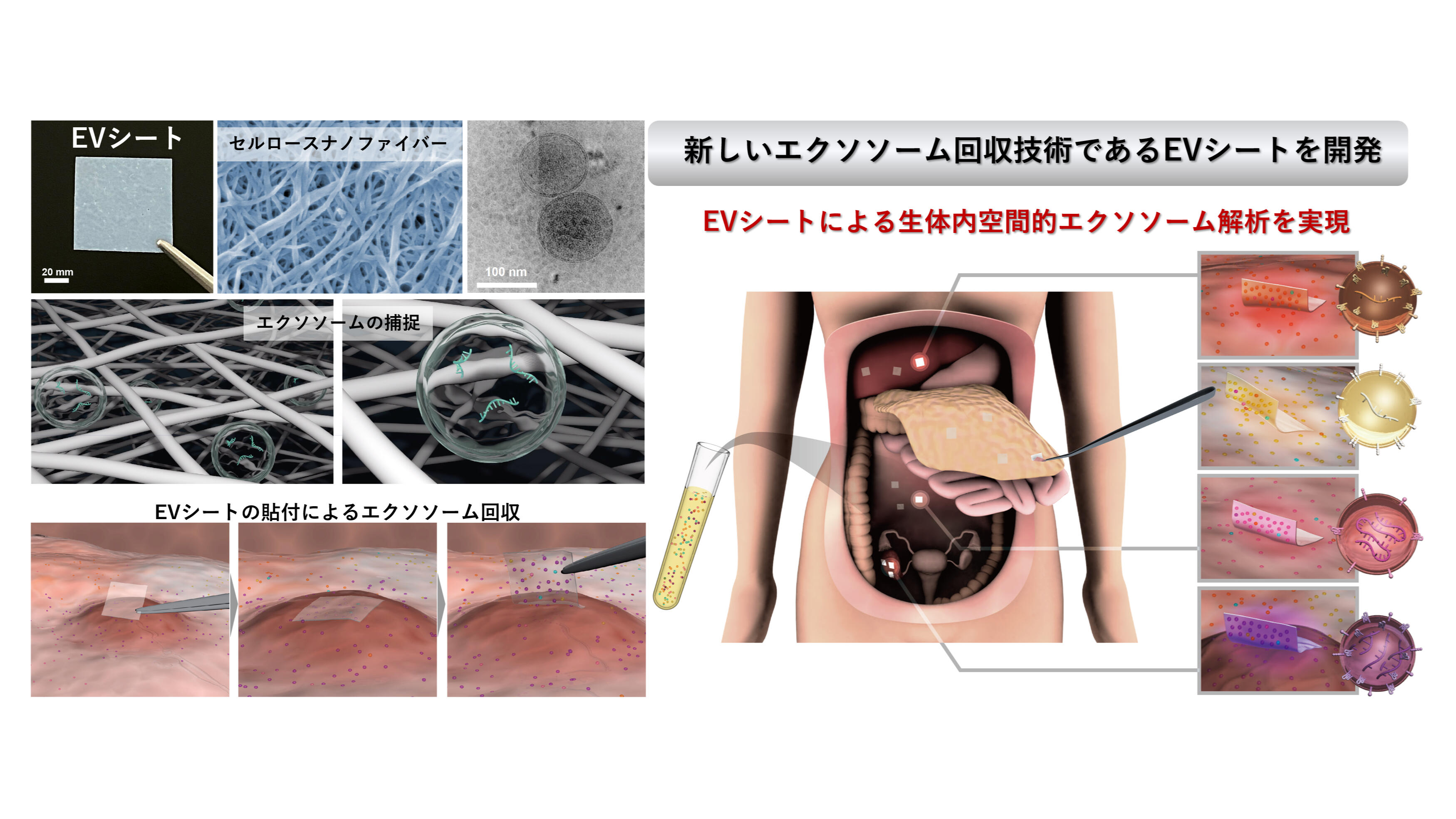 アイテック　エクソソーム導入エキス 楽天市場】アイテック エクソソームの通販