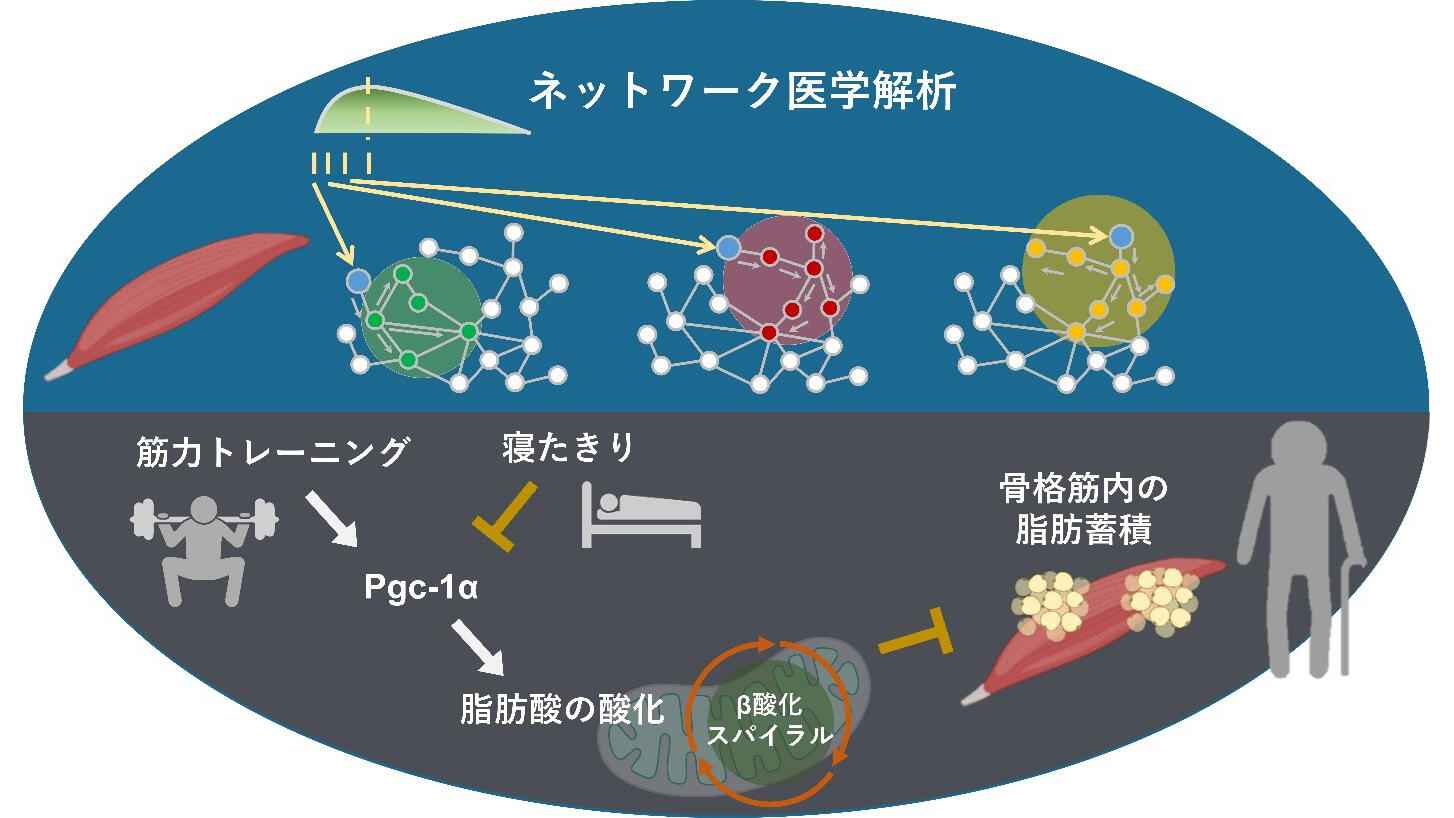 筋トレが秘める骨格筋の老化抑制効果 ～ネットワーク医学解析で分子
