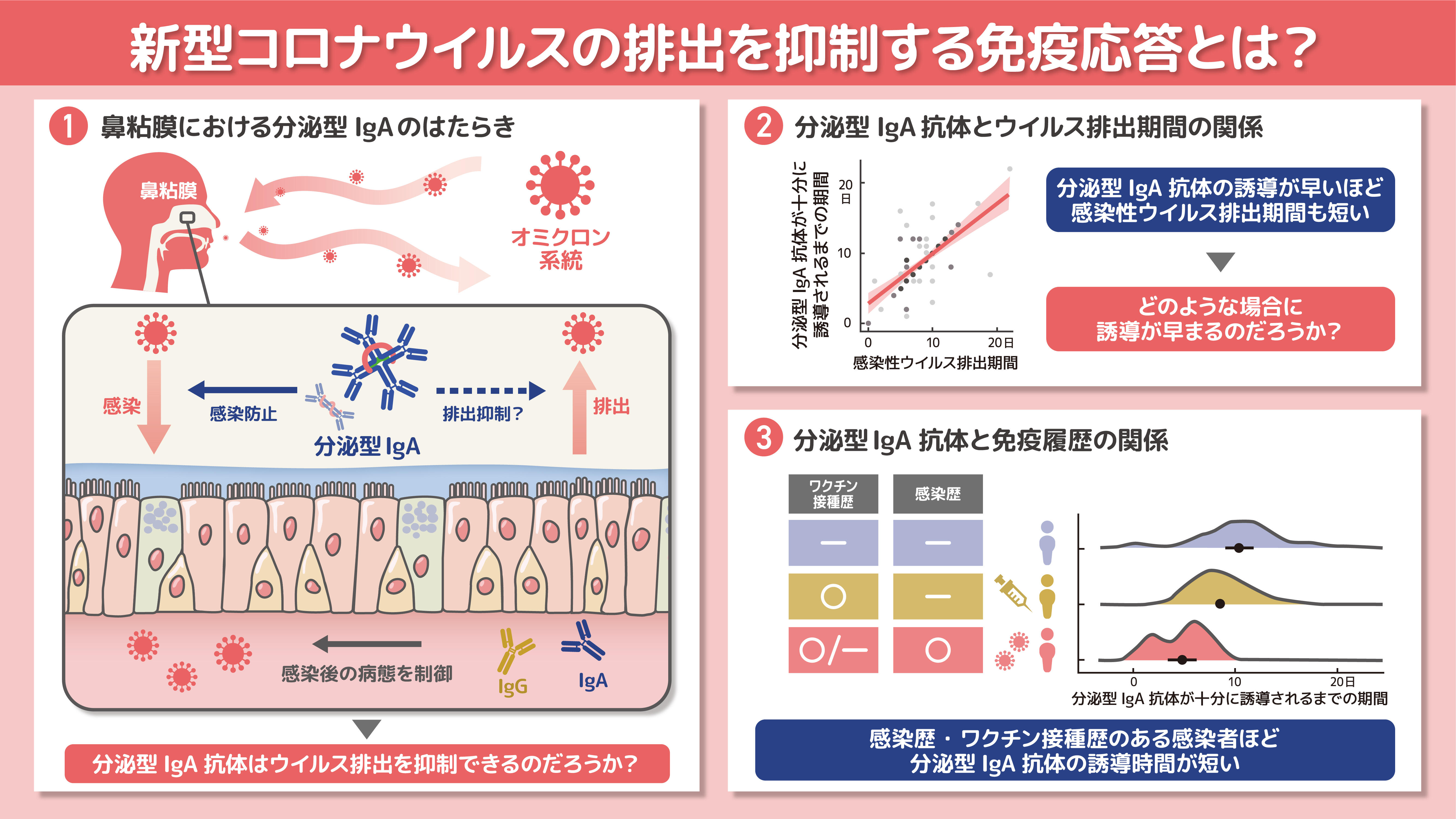 新型コロナウイルス排出と粘膜抗体の関係を解明 ～呼吸器ウイルスの
