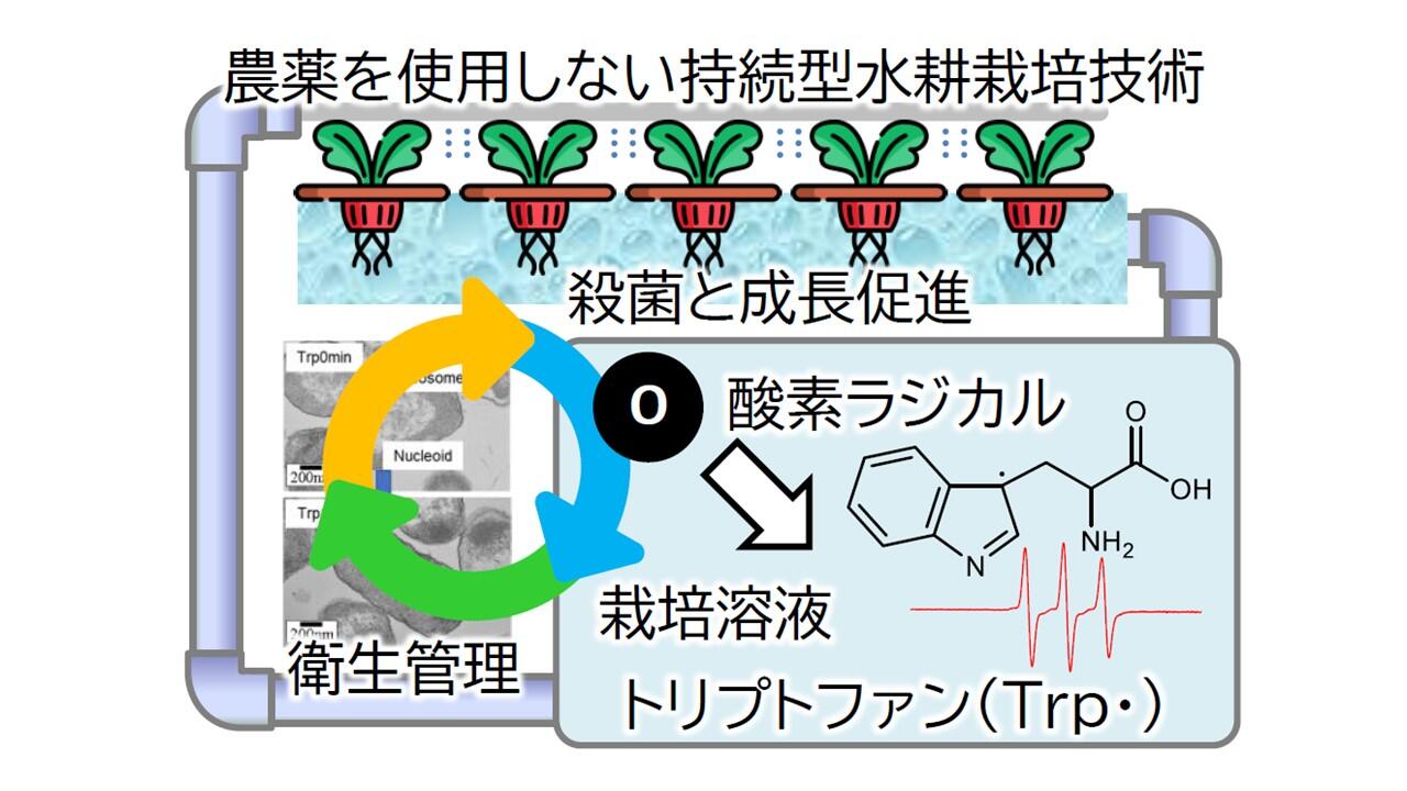 プラズマ照射で農薬を使用せず栽培溶液を