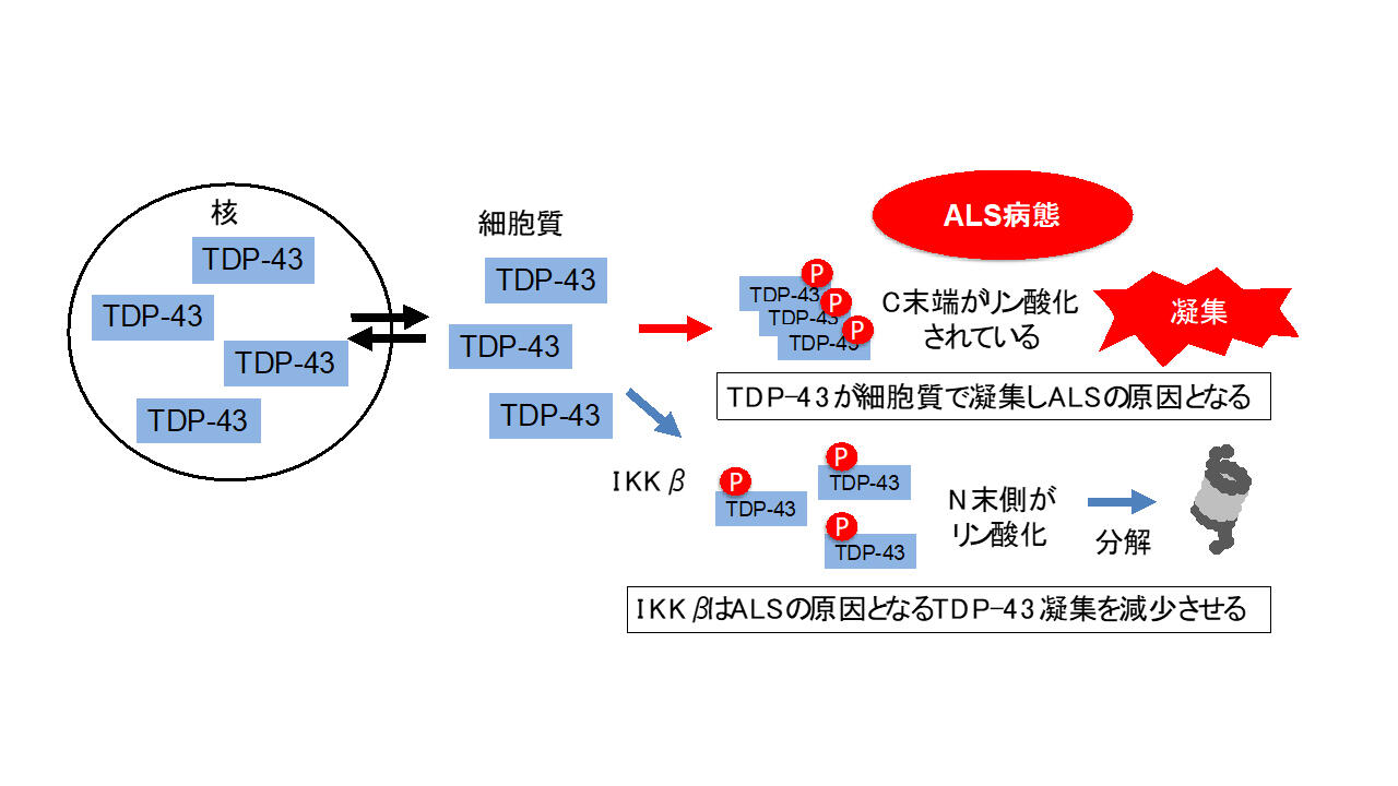 BRAIN and NERVE 2024年5月号増大号 末梢神経・筋肉の自己免疫性