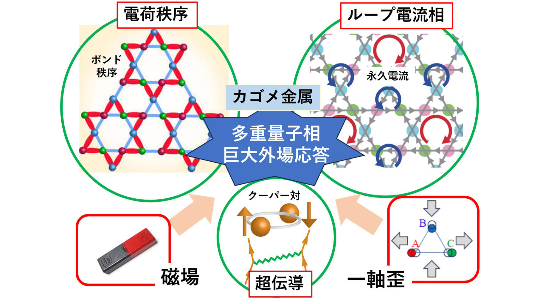 カゴメ金属の新奇な多重量子相を予言・制御する理論を構築 ― ループ