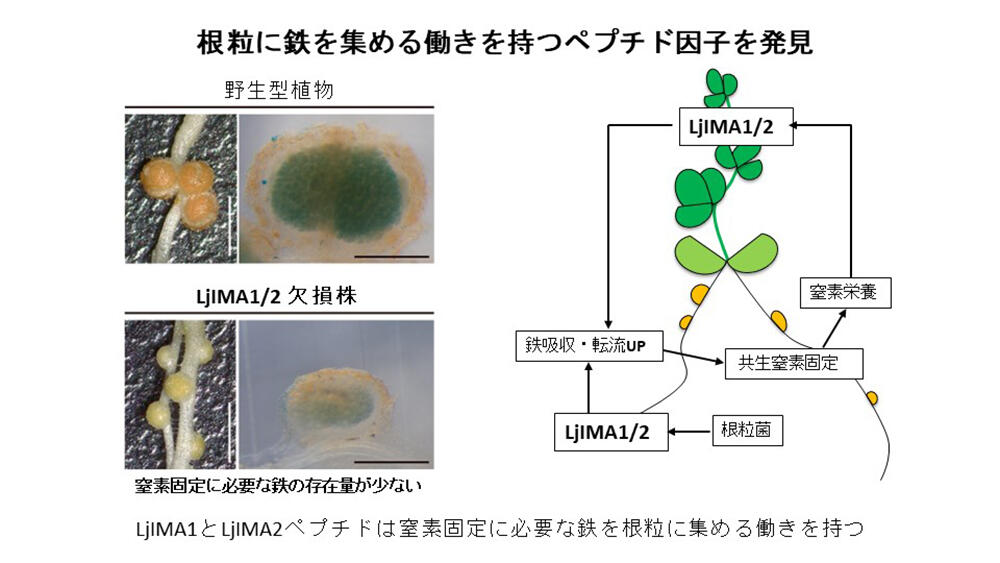 名古屋大学研究成果情報