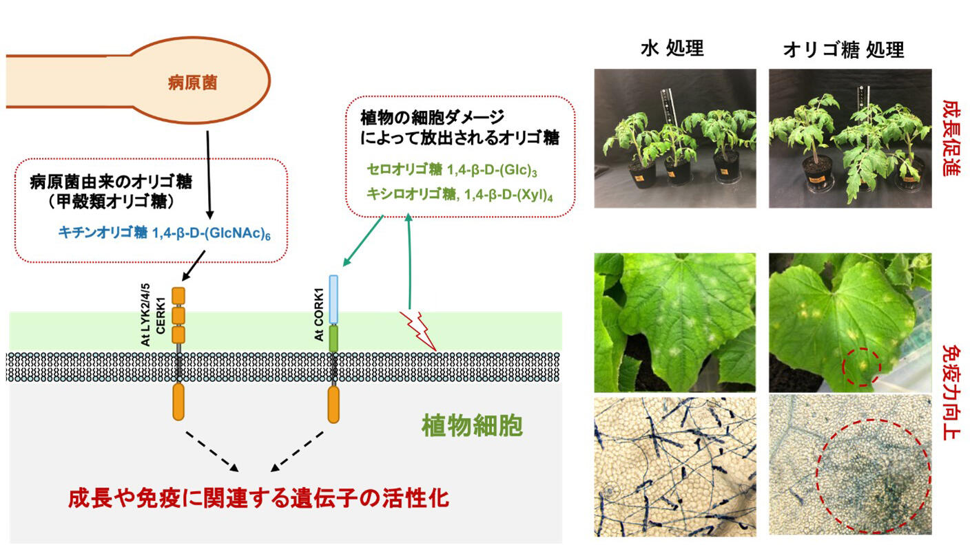 甲殻類と植物の細胞壁由来のオリゴ糖を用いたバイオスティミュラント