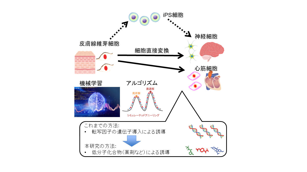 細胞種を直接変換させる低分子化合物を予測できる機械学習
